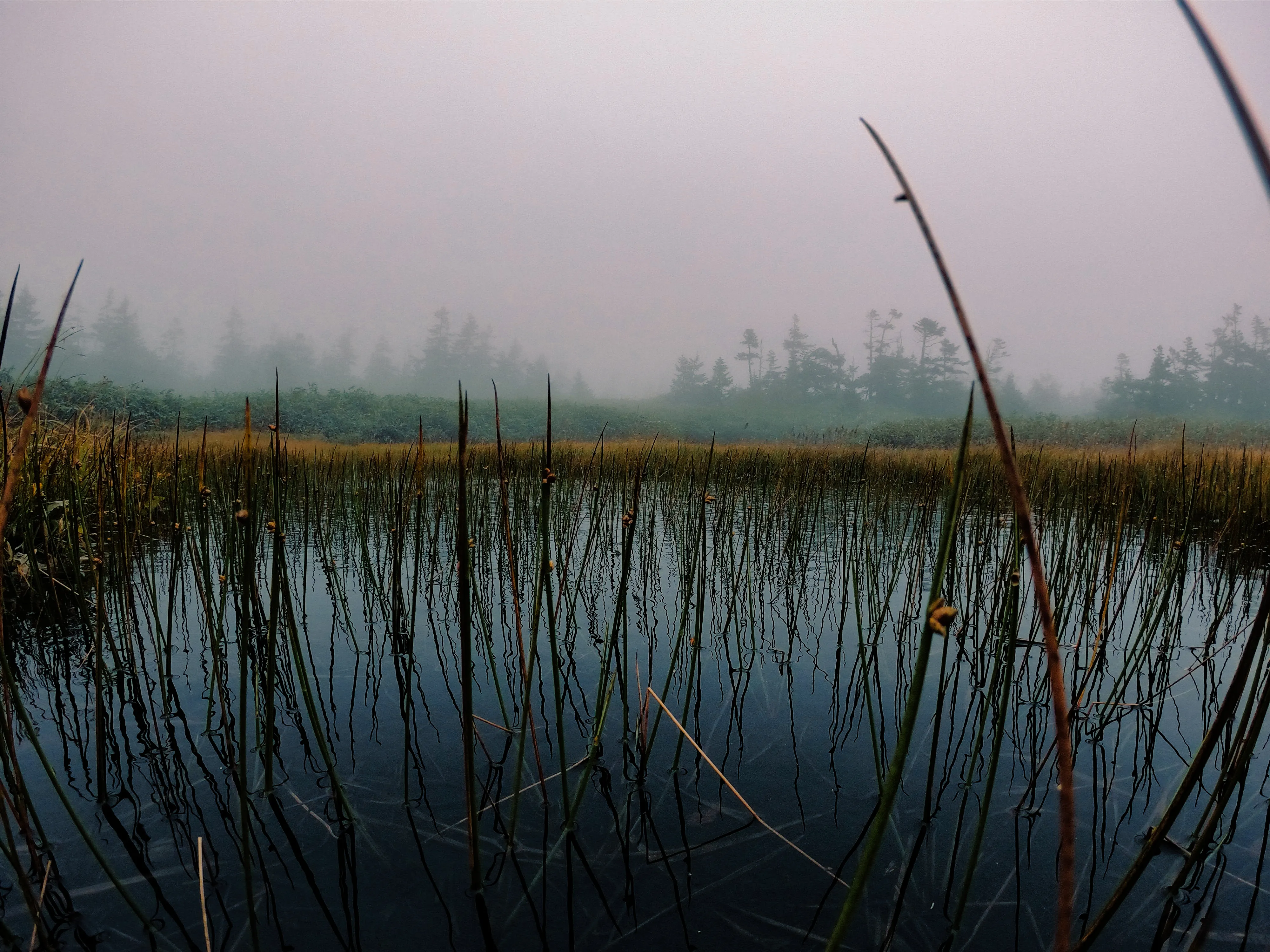 Foggy wetland landscape